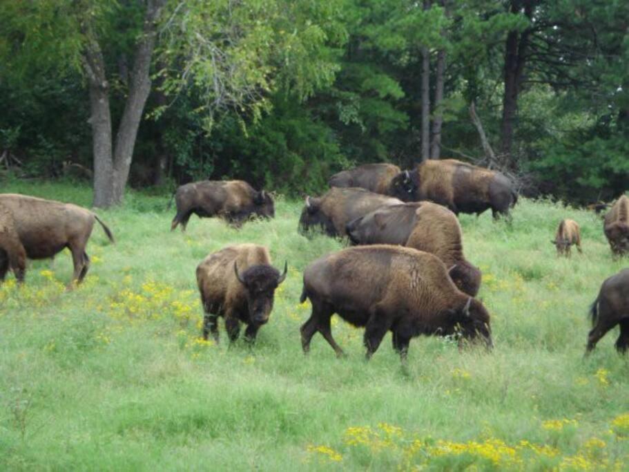Cabin With A Tree House On A Buffalo Farm . Marshall エクステリア 写真