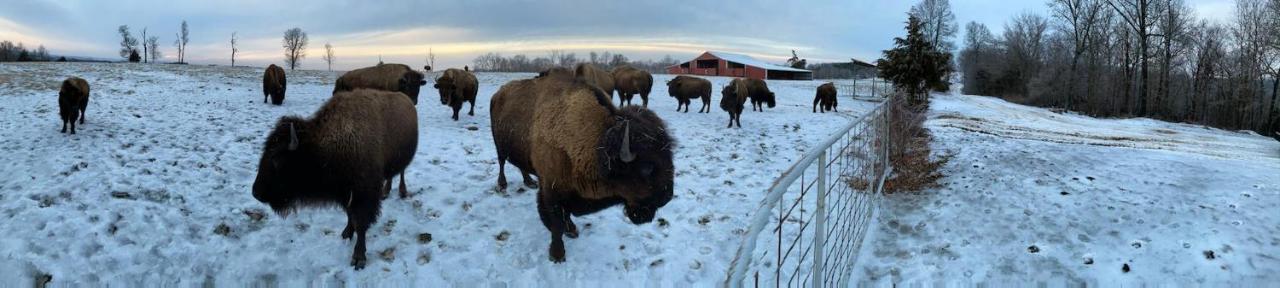 Cabin With A Tree House On A Buffalo Farm . Marshall エクステリア 写真